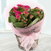 Pink Kalanchoe