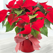 Poinsettia Potted and Gift Wrapped