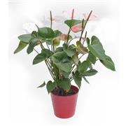 Anthurium Pink &amp; White with Pot