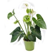 Anthurium White and Pot