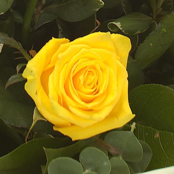 A Dozen Yellow Roses Watford Junction Flowers Florist